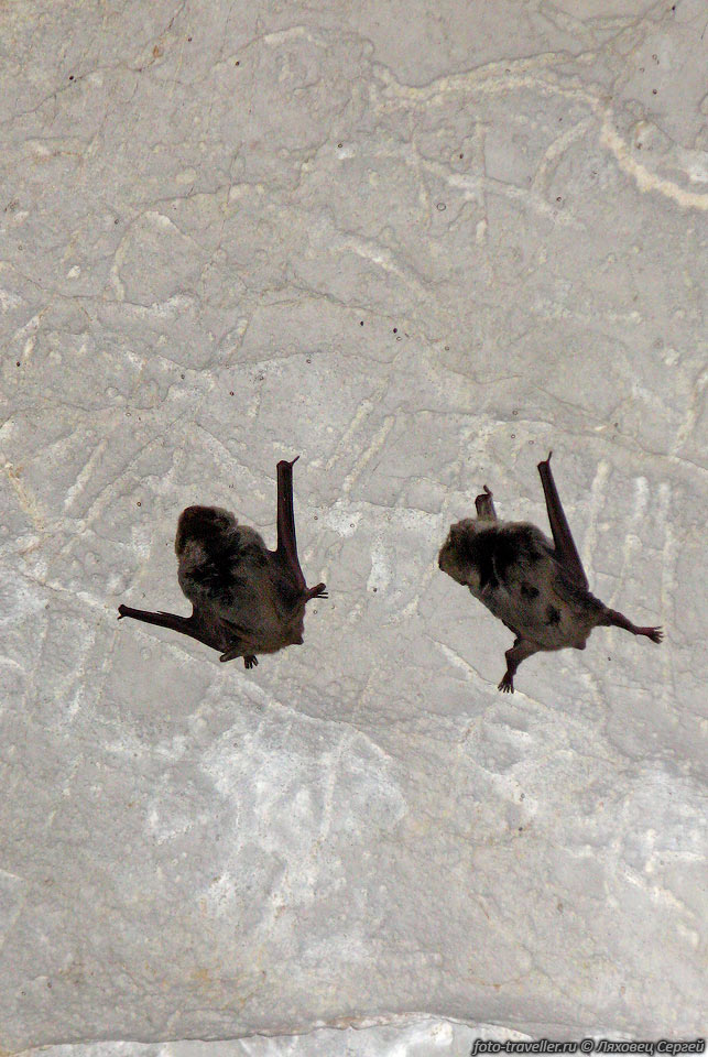 В пещере Гегская обитает колония летучих мышей 200-300 особей