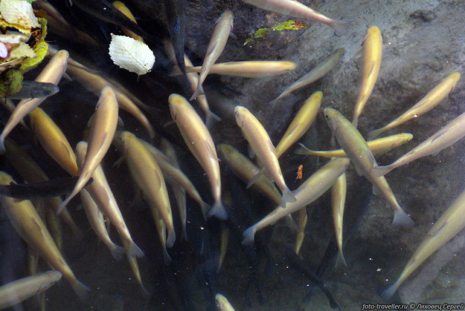 Рыбы в искусственном водоеме