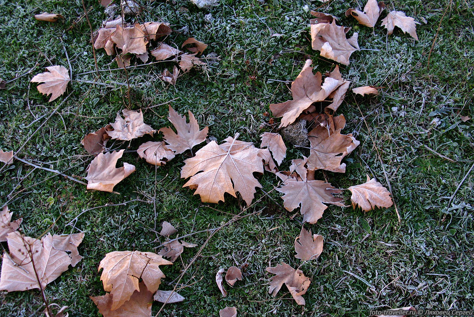 Подмерзшие листья