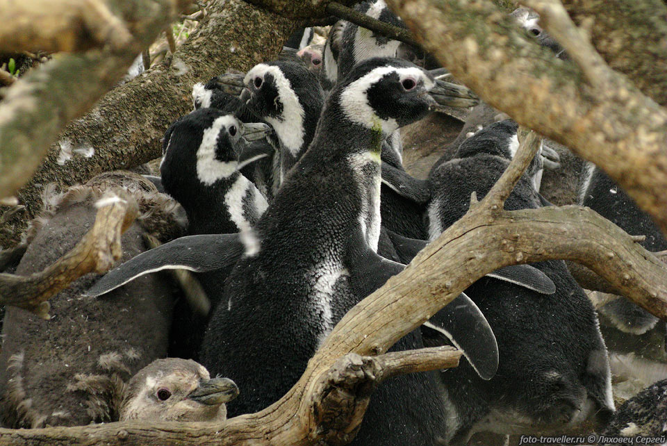 В этом районе проживает большая колония Магеллановых пингвинов, 
состоящая по разным оценкам из 60-75 тысяч особей.
Колония является четвертой по величине в стране. Вообще в парке проживает 70 видов 
птиц.
