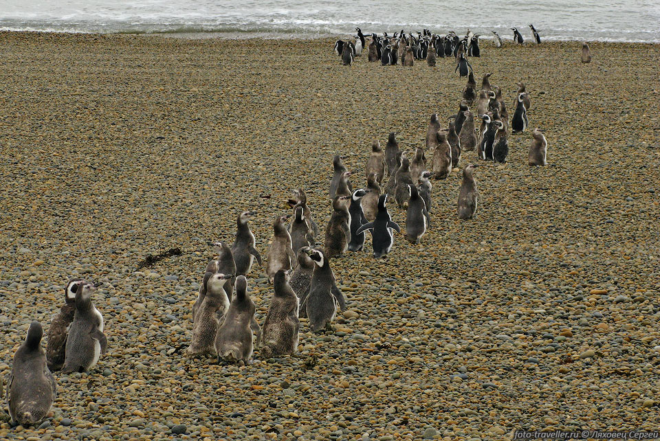 Пингвины идут купаться в Атлантический океан