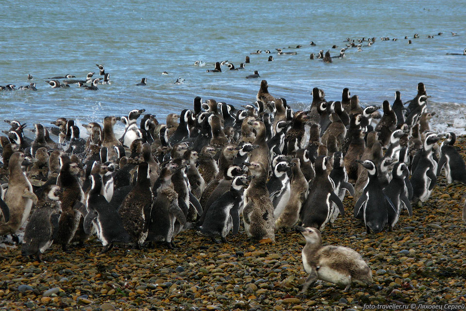 Море в этом районе холодное, с большим количеством рыбы.
Поэтому и пингвинов тут много.