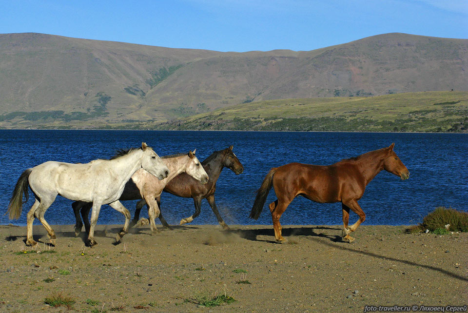 Лошади на берегу озера Агрио (Lago Agrio).
Другое название озеро Кавиахуэ (Caviahue).