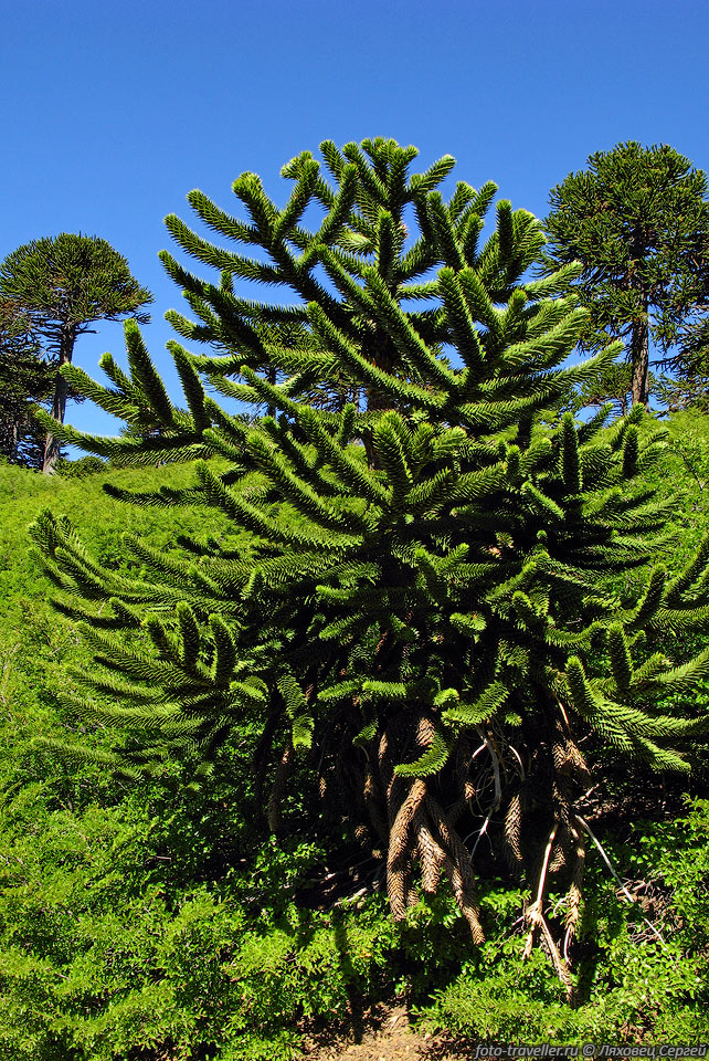 Араукария еще называют "Обезьянье дерево".