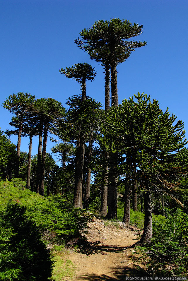 Араукария - реликтовая сосна.
Деревья живут до 1300 лет. И почти не изменилось времен Юрского периода. 