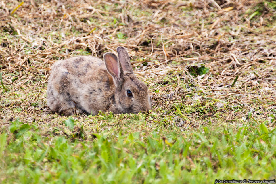 Расплодившихся кроликов, которые были завезены в Австралию пришлось 
истреблять специальным вирусом. 
Сейчас разведение кроликов карается большим штрафом.