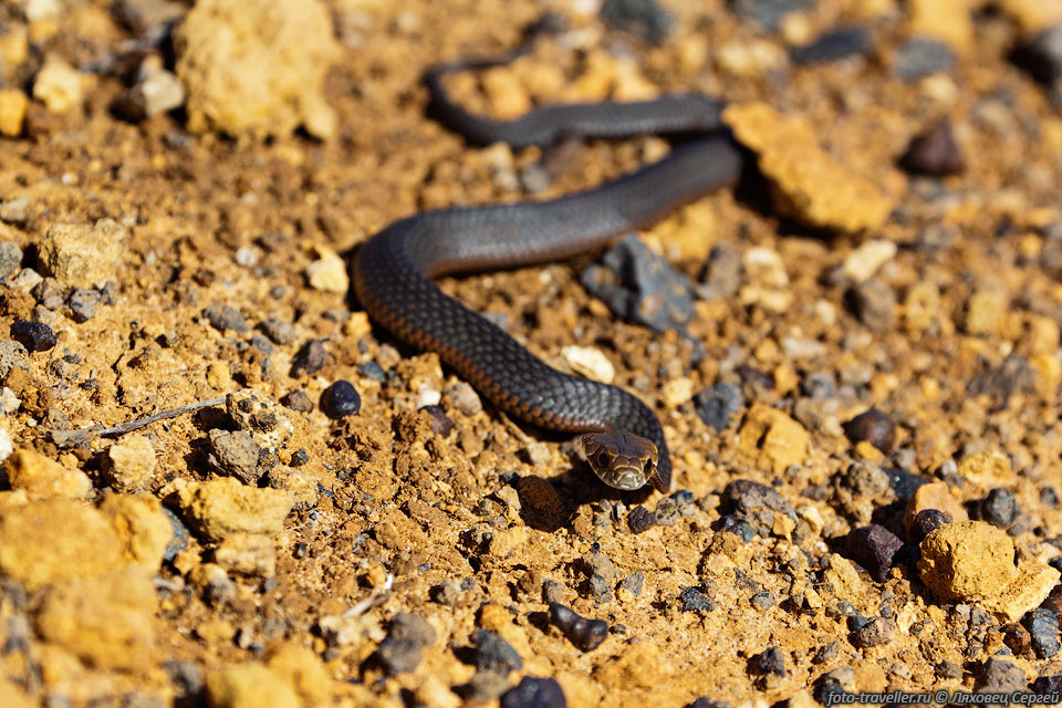 В Австралии живет 20 из 25 видов самых ядовитых змей 
на Земле.
Ядовитые змеи преобладают над неядовитыми, что довольно необычно.
Тут живет самая ядовитая змея в мире - сухопутный тайпан.
За поездку змей видели мало.