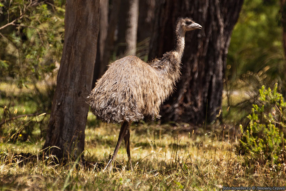 Эму (Dromaius novaehollandiae) - птица отряда казуарообразных, 
крупнейшая австралийская птица.
Это вторая по величине птица после страуса. Длина 150-190 см, вес 30-55 кг.