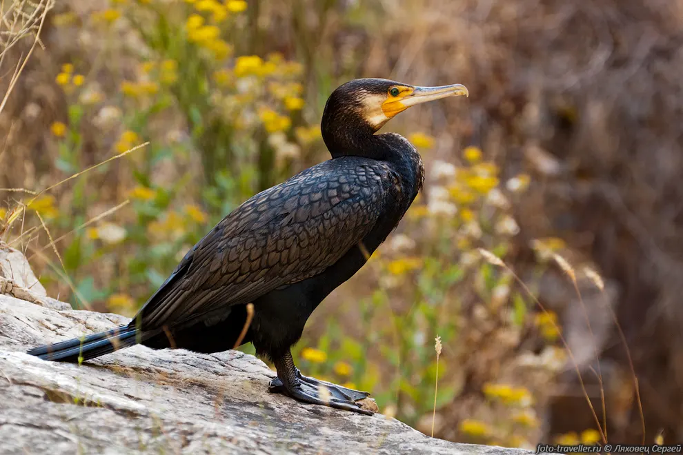 Большой баклан (Phalacrocorax carbo) - ныряющая морская птица
из рода бакланов.
Временами ловил рыбу под водопадом.