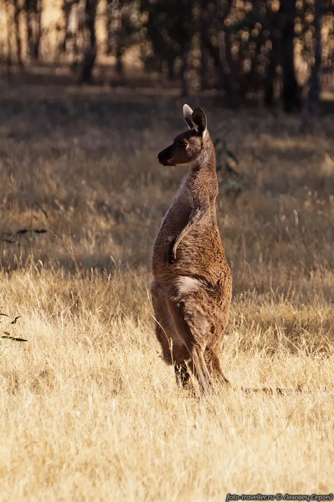 Кенгуровые (Macropodidae) - семейство сумчатых млекопитающих.
Сюда относятся животные среднего и крупного размера - валлаби, валлару и кенгуру.
 Взрослые животные имеют длину тела от 30 до 160 см, весят от 0,5 до 90 кг.
Большинство видов передвигается прыжками на задних ногах.