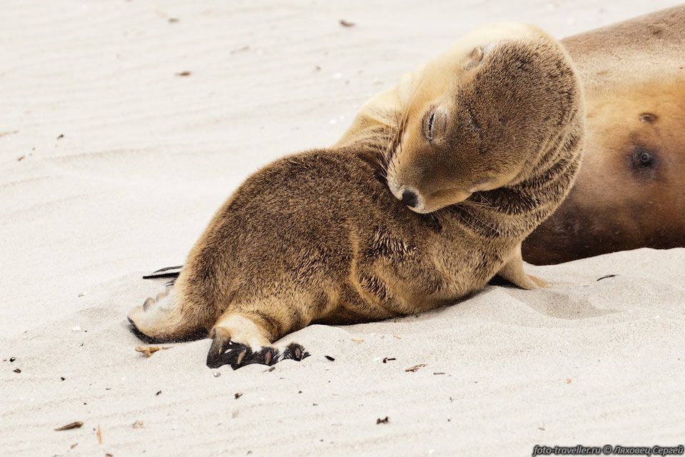 Заповедник Бухта тюленей (Seal Bay Conservation park) - это место 
обитания последней на острове колонии австралийских морских львов