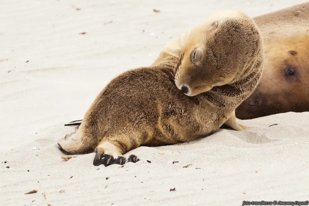 Заповедник Бухта тюленей (Seal Bay Conservation park) - это место
обитания последней на острове колонии австралийских морских львов