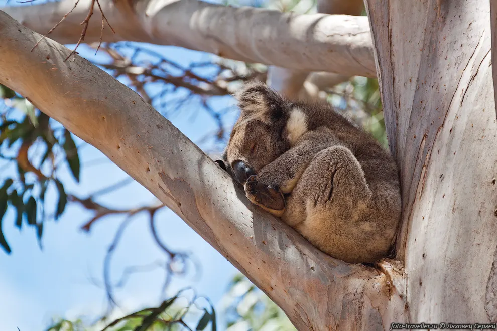 Коала (Koala, Phascolarctos cinereus) - травоядное сумчатое, живущее
на деревьях.
Коала обитает в прибрежных районах на востоке и юге Австралии.