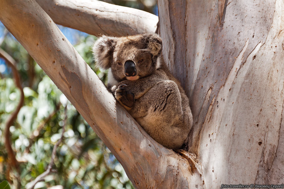 На острове Кенгуру коал можно посмотреть за небольшую плату в 
Заповеднике Хансон-Бей (Hanson Bay Wildlife Sanctuary).
Тут их можно увидеть наверняка. Вдоль дорог стоят знаки "Осторожно коалы", но самих 
коал обычно не видно.