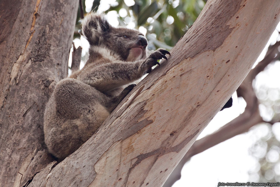 Когтистые конечности коалы приспособлены к лазанью