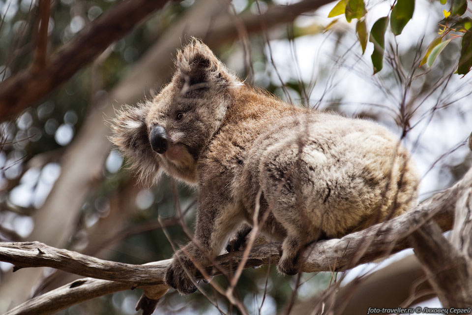 До появления европейцев основной причиной смертности коал были 
болезни, засухи и пожары. 
В 19-20 веках коала стал объектом промысла из-за своего густого меха. 
Из-за своей заторможенности коалы становились лёгкой добычей для охотников. 
Только после запрета на охоту популяция начала как-то восстанавливаться.