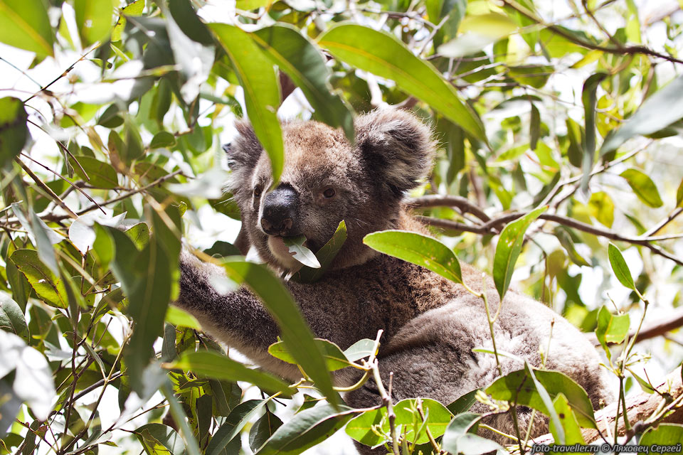 Мозг у предков современных коал наполнял всю полость черепа, но 
стал маленьким у современных коал. 
Видимо такая дегенерация произошла вследствие адаптации к диете с низким содержанием 
энергии.
У коал один из самых маленьких объемов мозга из всех сумчатых, его вес составляет 
не более 0,2% веса коалы.