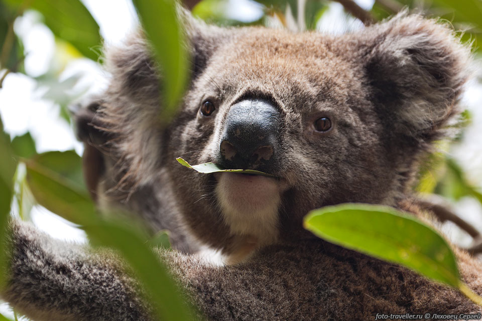 Медлительность коалы связана с особенностями ее питания. 