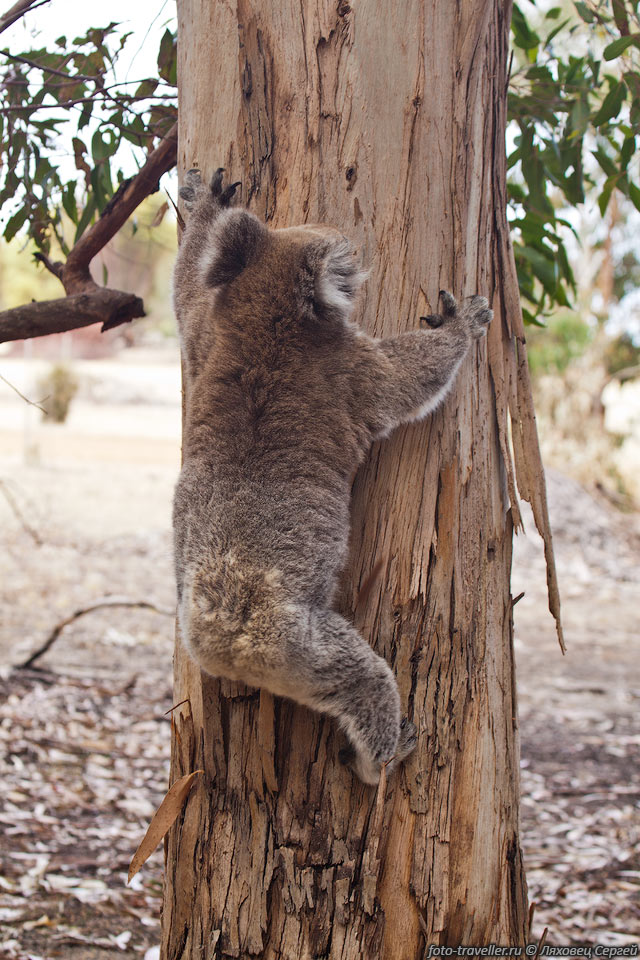 На землю она спускается только для перехода на новое дерево, до 
которого не может допрыгнуть.
Интересно что коалы умеют плавать.