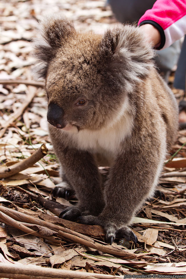 На острове Кенгуру коал завезли искусственно, они на нем никогда 
не проживали