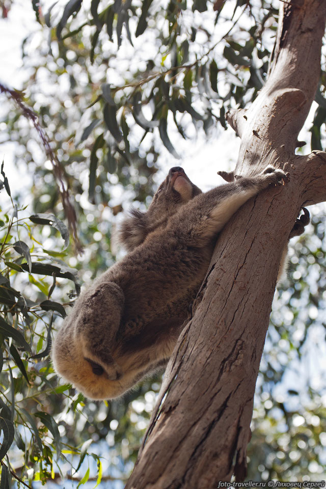 Чешущаяся коала
