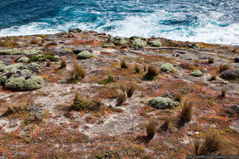 На берегу дует холодный ветер с Антарктиды и растительность низкая 
и больше напоминает тундровую.
Буквально немного внутрь острова и растительность становится совсем другая - высокая 
и теплолюбивая.
