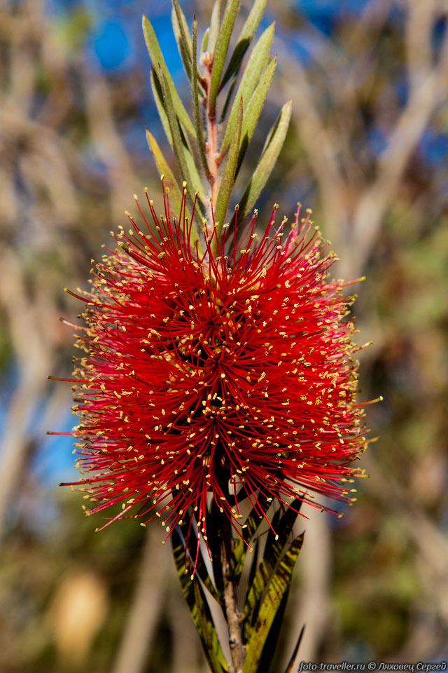 Цветок на острове Кенгуру.
Каллистемон морщинистый (Scarlet Bottlebrush, Callistemon macropunctatus).