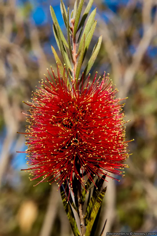 Цветок на острове Кенгуру.
Каллистемон морщинистый (Scarlet Bottlebrush, Callistemon macropunctatus).