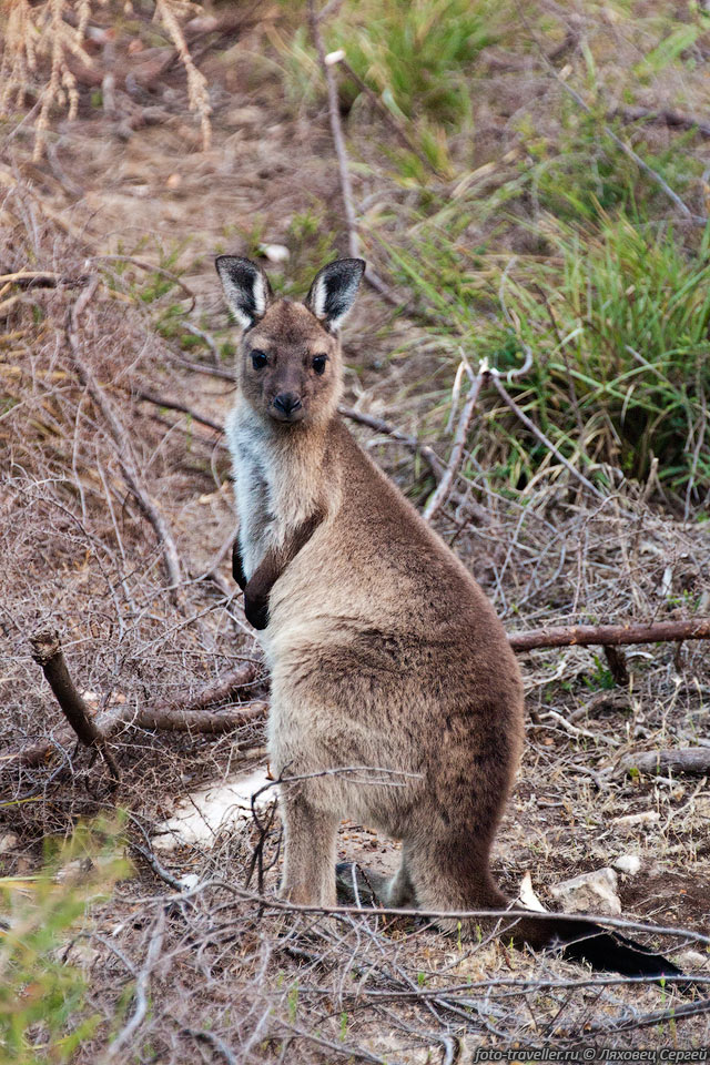 Кенгуру обычно называют все виды семейства Кенгуровые.
Кенгуру водятся в Австралии, в Тасмании, на Новой Гвинее и на архипелаге Бисмарка. 
Завезены в Новую Зеландию.
Большинство видов - наземные, обитают на равнинах, поросших густой высокой травой 
и кустарником.
Древесные кенгуру приспособились к лазанью по деревьям. Горные валлаби обитают в 
скалистых местах.