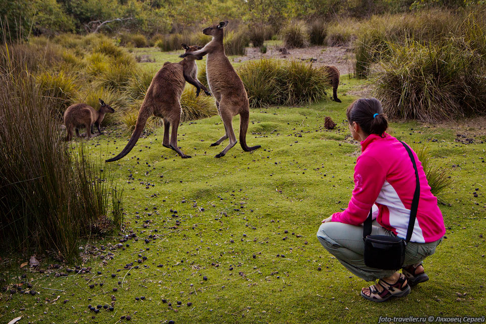 В местах где много туристов кенгуру могут подпустить довольно 
близко