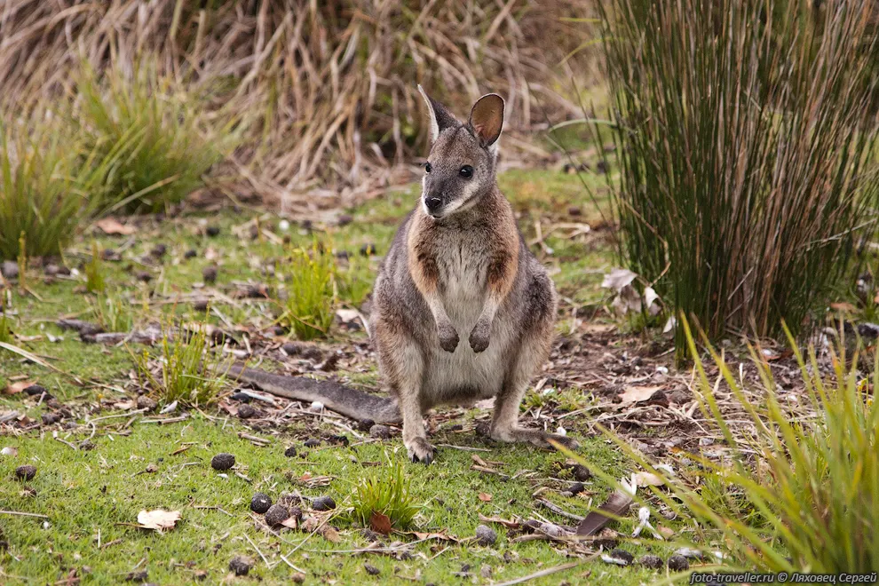 Болотный валлаби (Wallabia bicolor, Swamp
wallaby) - вид австралийских сумчатых мелкого размера.
Рост около 80 см, длина хвоста около 65 см. Ведёт ночной 
образ жизни.
Термин валлаби происходит из языка племени Эора, живших в районе современного Сиднея.
Детёнышей валлаби, как и других сумчатых, обычно называют джоуи.