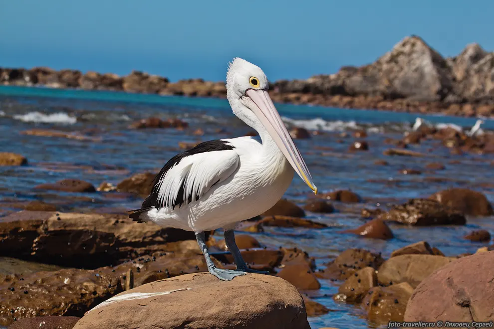Австралийский пеликан (Pelecanus conspicillatus) - самая большая
летающая птица Австралии.
Населяет всю Австралию и окрестности.