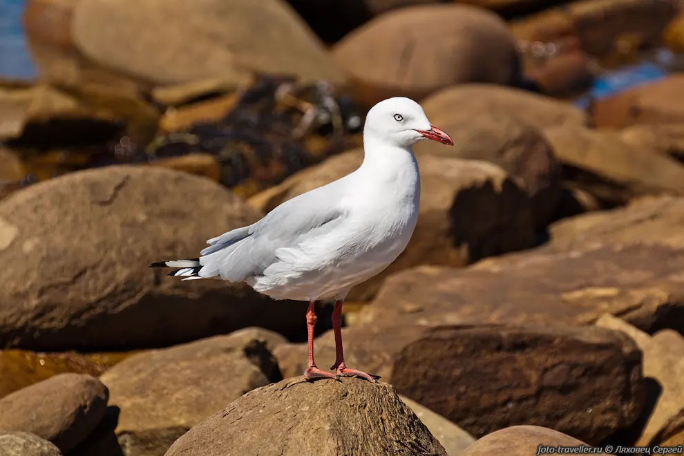 Серебряная (австралийская) чайка (Larus novaehollandiae)