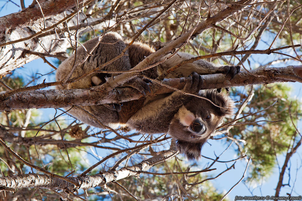 Интересно, что коалы сидят не только на эвкалиптах, которые едят 
- мы видели их на хвойных деревьях