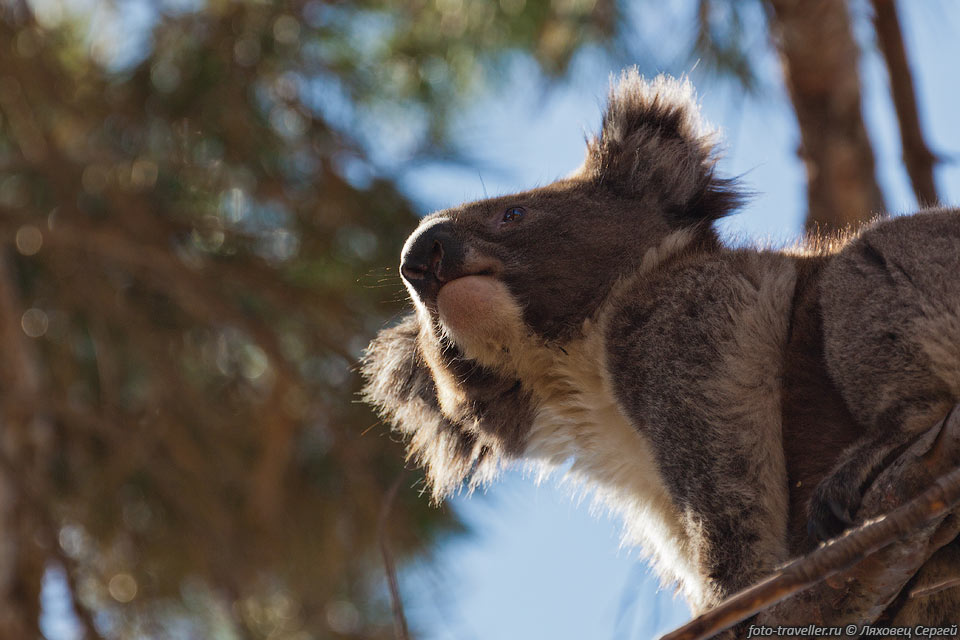 Коалы - древнее семейство сумчатых достигало наибольшего многообразия 
34-24 млн лет назад, 
тогда насчитывалось не менее 18 видов сумчатых медведей, в том числе огромный квинслендский 
коала, который в 28 раз был больше современных.