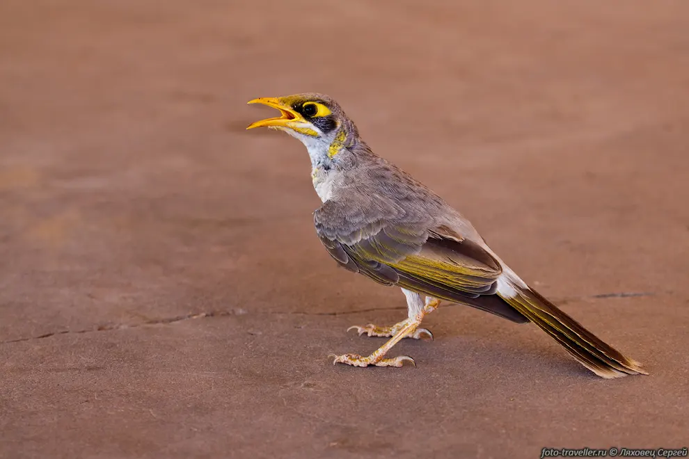 Желтогорлая манорина (Yellow throated Miner, Manorina flavigula).
Наряду с нектаром, плодами и семенами птицы питаются муравьями, жуками, осами и 
гусеницами.
