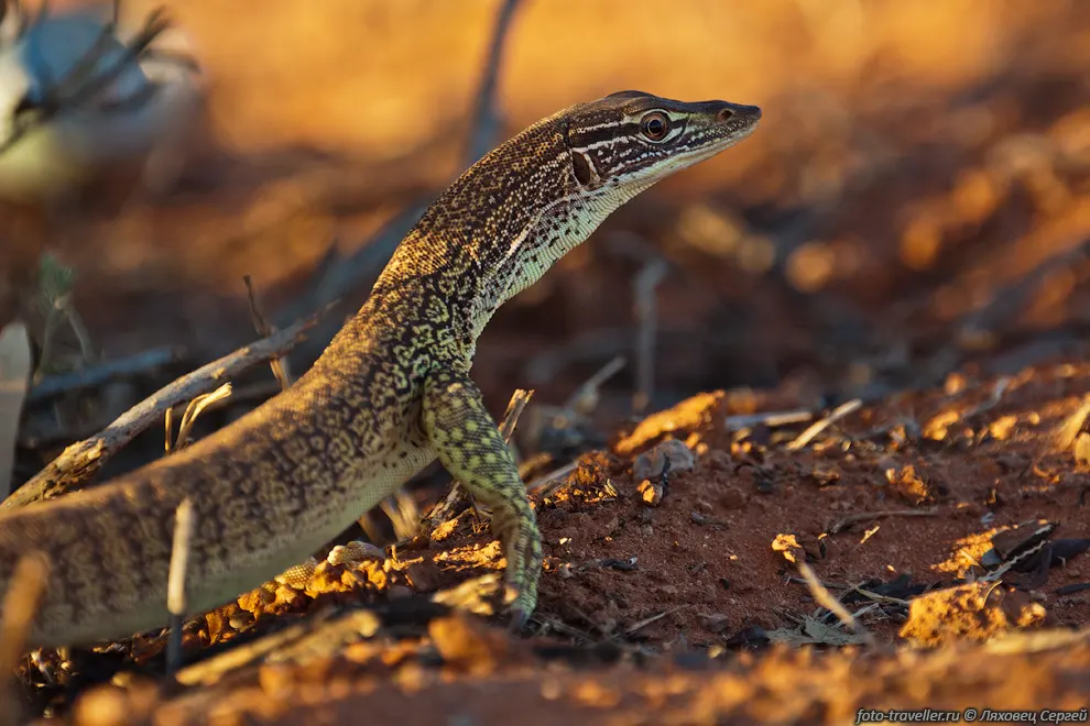 Варан Гульда, Песчаный варан (Varanus gouldii) - эндемик Австралии