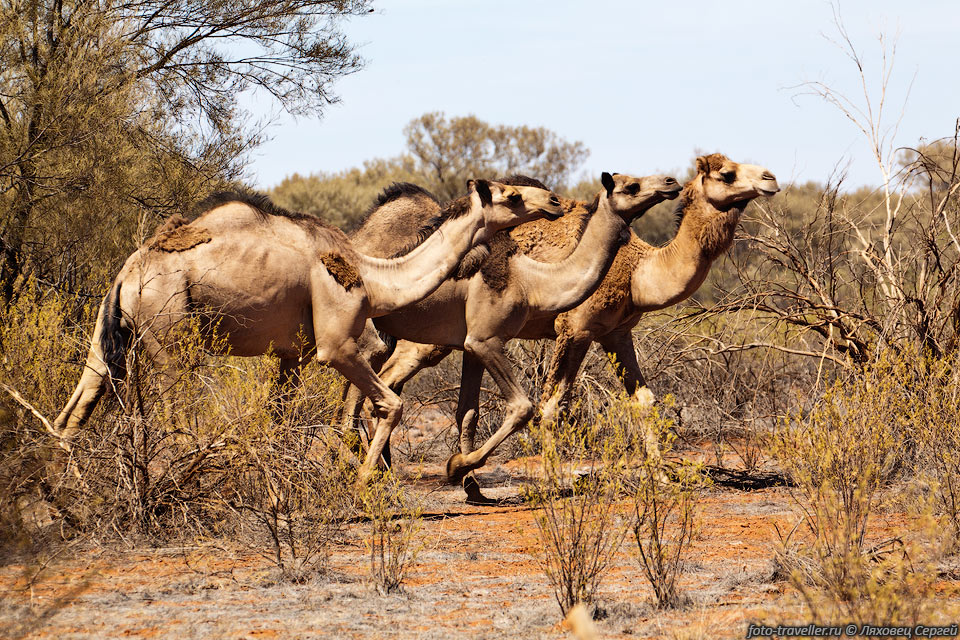 В Австралии водятся одичавшие верблюды. Ещё в 1866 году из Афганистана 
сюда были завезено 100 животных.
В общей сложности было завезено не более 3000 животных, но они сыграли заметную 
роль в освоении внутренних территорий Австралии.