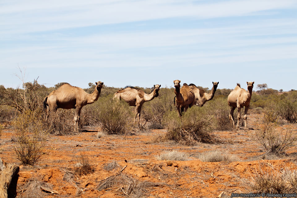 Популяция одичавших верблюдов в Австралии превышает 
1 млн. особей