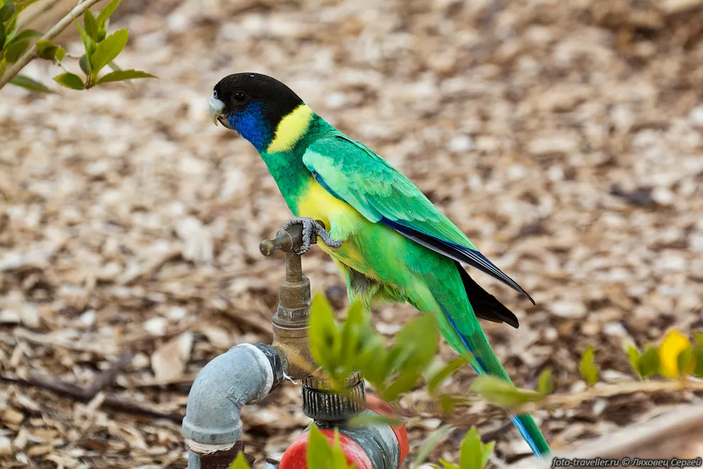 Воротничковый попугай (Australian Ringneck Parrot, Barnardius
zonarius).
Попугай обитает в южной, центральной и западной частях Австралии.
Птицы питаются преимущественно семенами, плодами, орехами, ягодами, цветками и почками, 
насекомыми и их личинками.