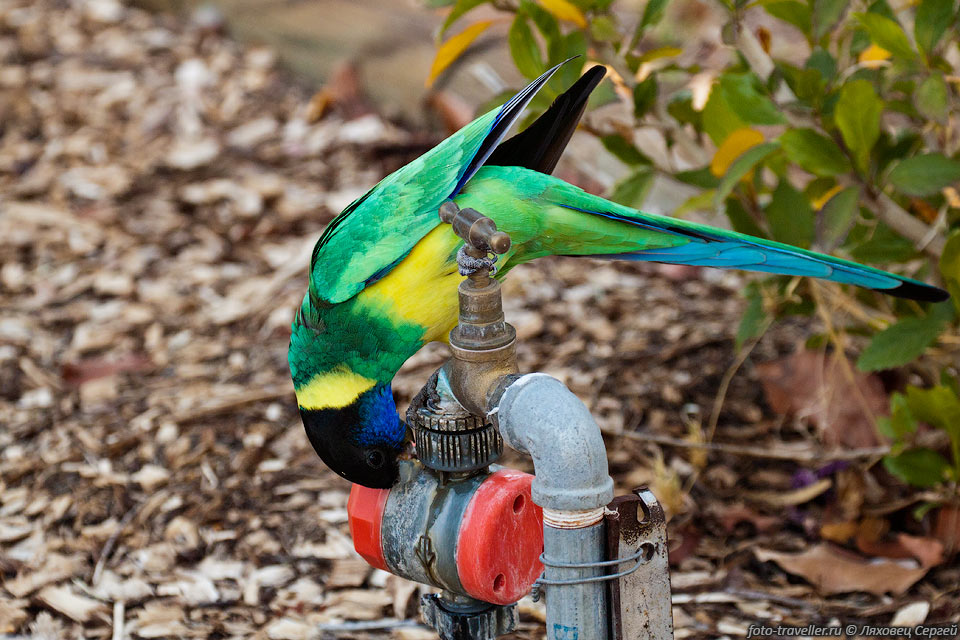 Воротничковый попугай пьет воду из крана