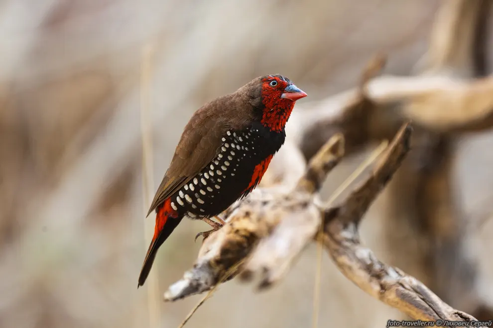  Расписной астрильд (Painted Finch, Emblema pictum).