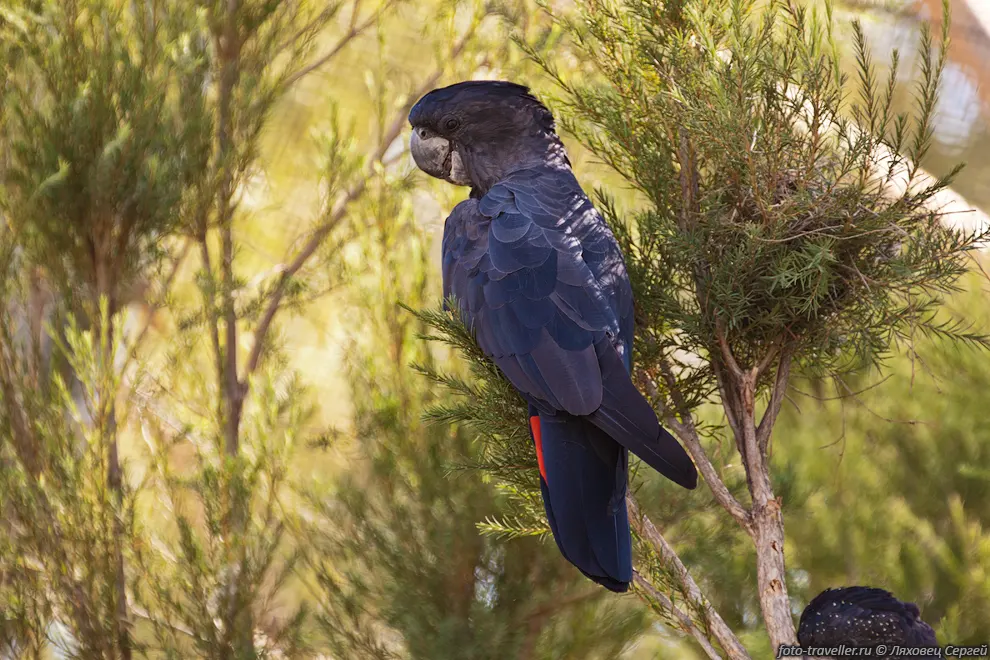 Траурный какаду Бэнкса (Red-tailed Black-Cockatoo, Calyptorhynchus
banksii, Calyptorhynchus magnificus) - птица семейства какаду. 
Обитает в западной, северной и северо-восточной Австралии.
Одна из самых редких и самых дорогих птиц, содержащихся в неволе. Продолжительность 
жизни более 40 лет.