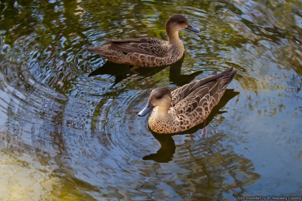 Серый чирок (Grey Teal, Anas gracilis).
В Австралии это кочевой вид и быстро ищет подходящую среду обитания после дождей.
В 1957 году большое количество птиц перелетело в Новую Зеландию, чтобы избежать 
засухи.