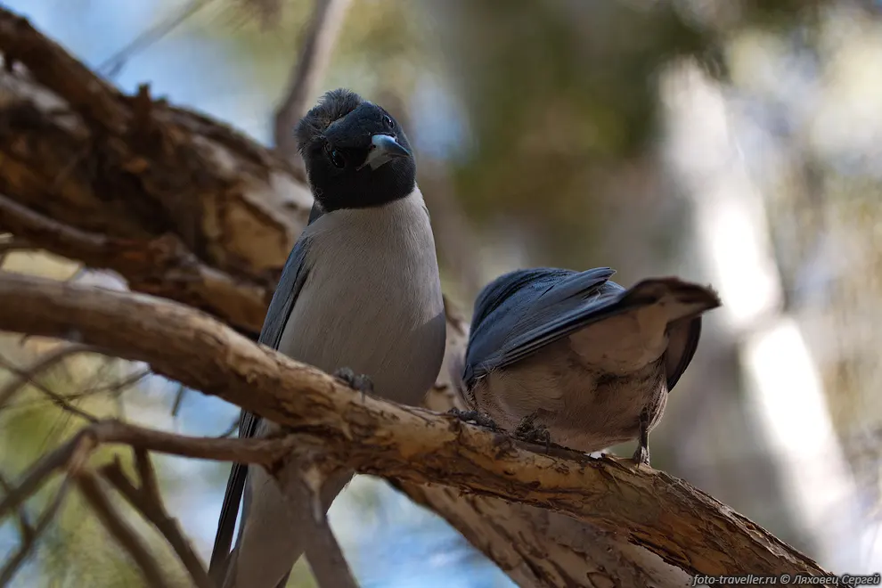 Белобрюхий ласточковый сорокопут
(White-breasted Woodswallow, Artamus leucorynchus)
