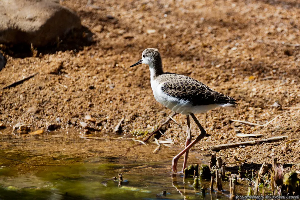 Фифи (Wood Sandpiper, Tringa glareola).
Перелетная птица. На зиму улетает в Африку, Индию, Юго-Восточную Азию, встречалась 
также в Австралии.