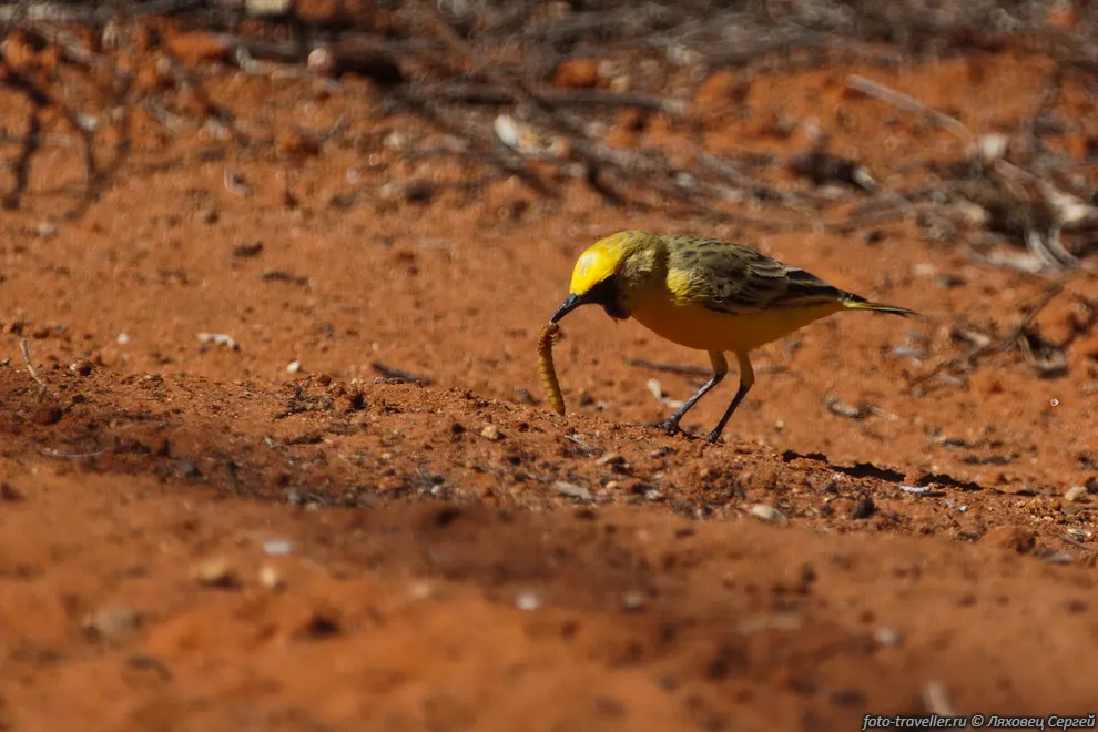Золотистая чекановая трясогузка (Orange Chat, Epthianura aurifrons)