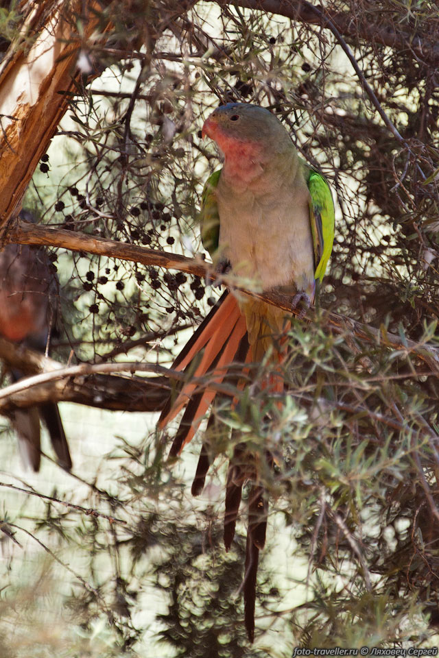 Роскошный попугай Александры (Polytelis alexandrae, Princess Parrot)