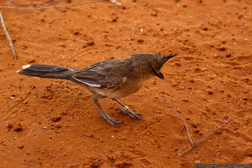 Chiming Wedgebill (Psophodes occidentalis) - очередной эндемик
Австралии.
Русского названия не нашел.