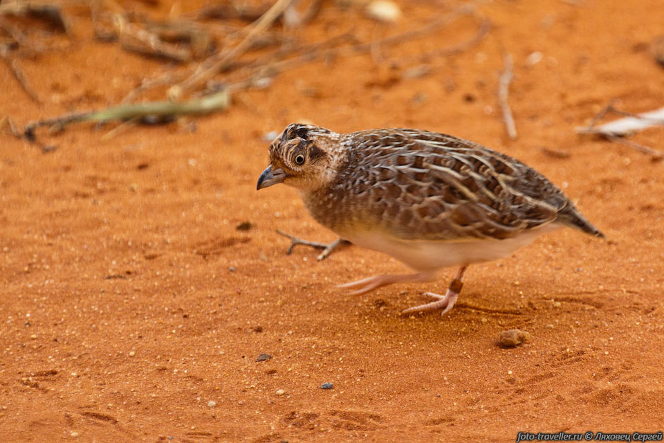 Малая трёхперстка (Little Button-quail, Turnix velox)